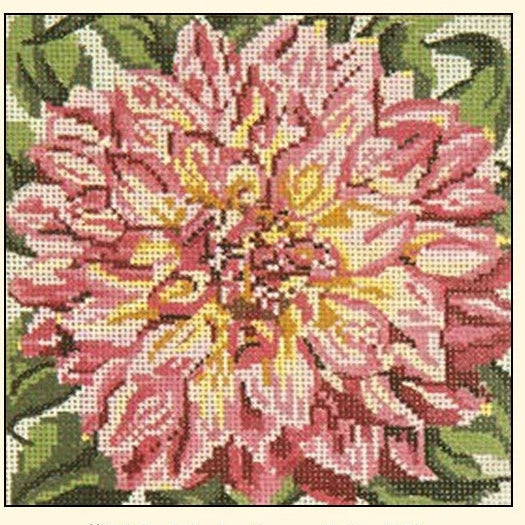 Pink-tipped Dahlia