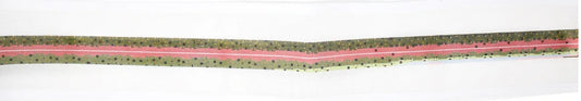 Rainbow Trout Belt