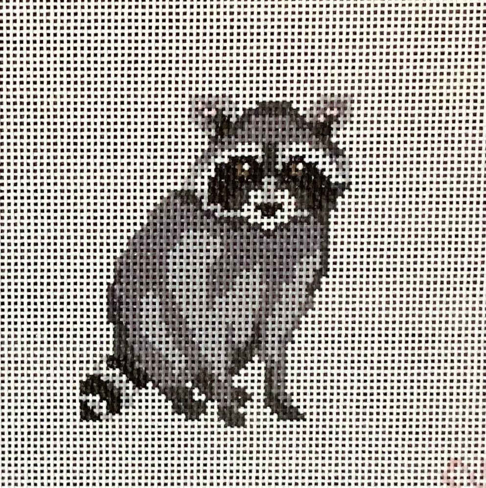 Baby Raccoon