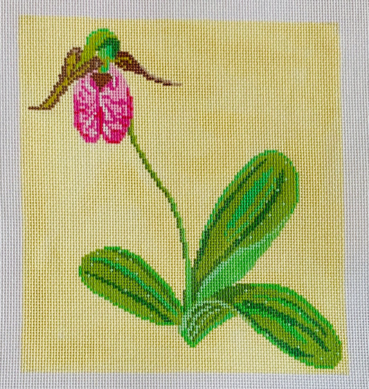 Pink Lady’s Slipper