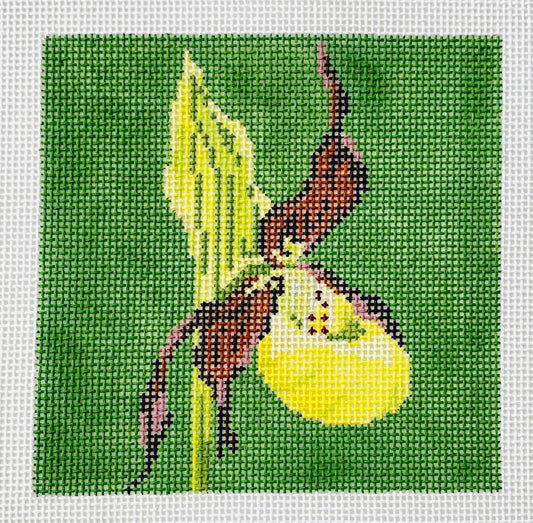 Yellow Lady’s Slipper